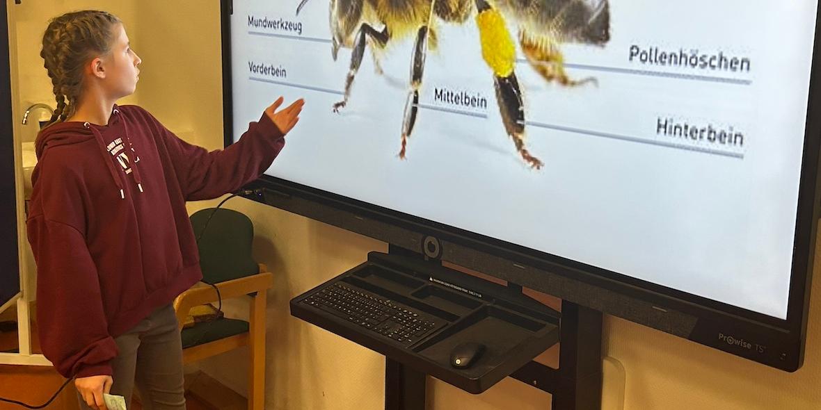 Mädchen vor digitalem Board mit Foto einer BIene