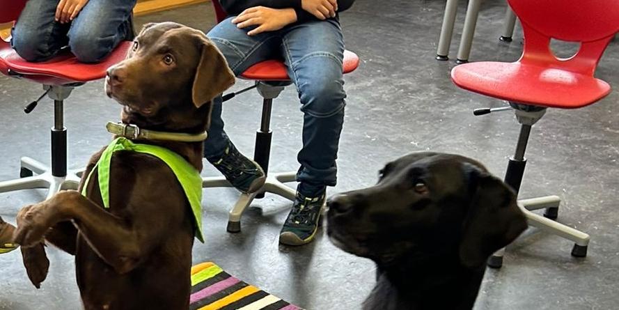 Zwei Labrador Retriever machen Männchen in einer Schulklasse