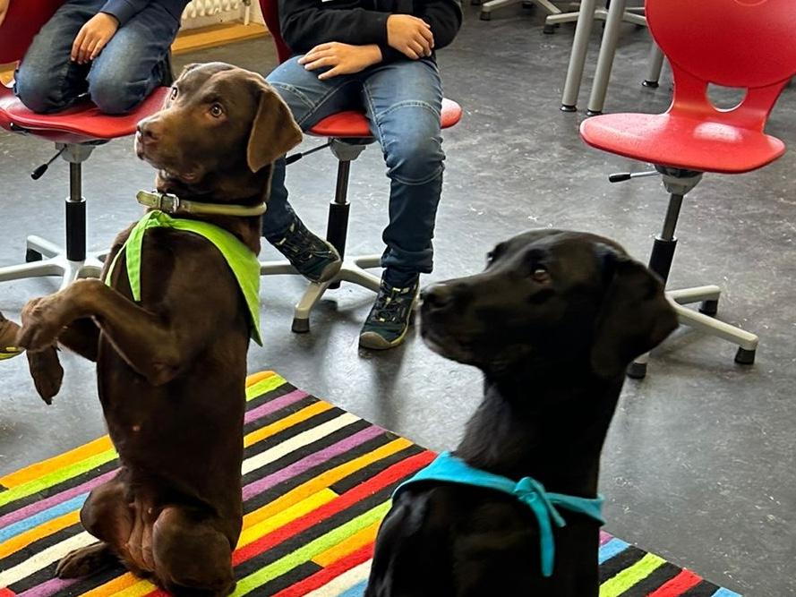 Zwei Labrador Retriever machen Männchen in einer Schulklasse